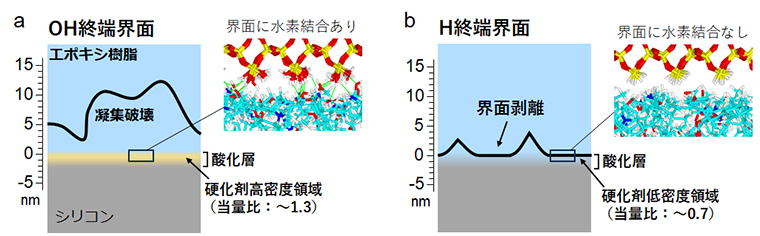 図3　 (a) 親水性の界面と (b) 疎水性の界面の接着界面近くの構造およびエポキシ樹脂剥離時の破壊面の模式図。